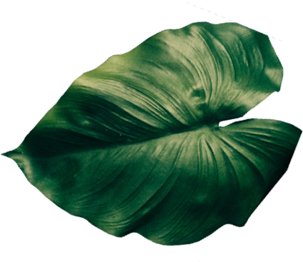 leaf2