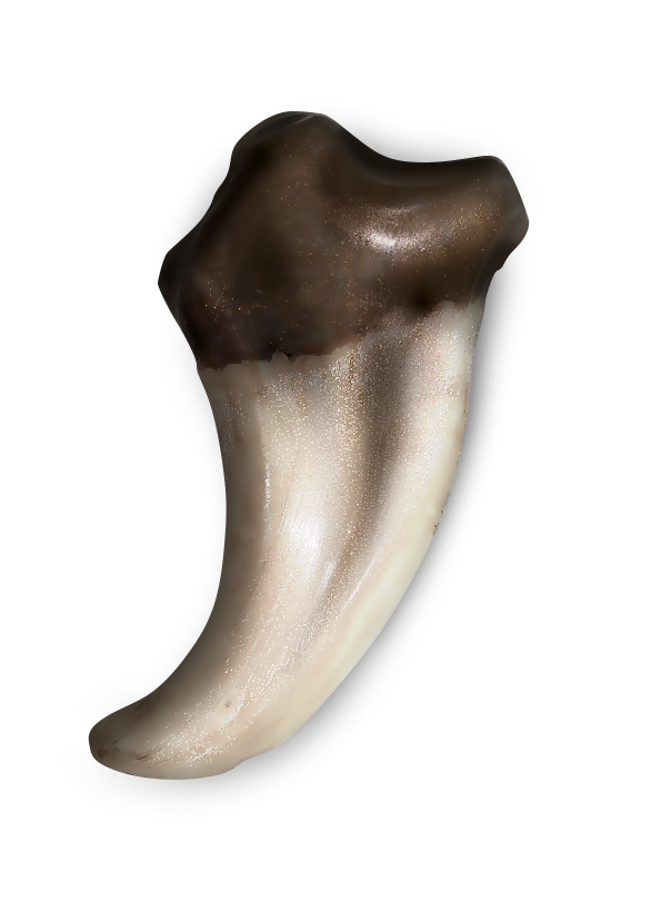 tooth